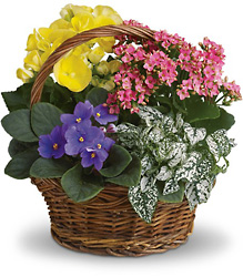 Spring Has Sprung Mixed Basket from Maplehurst Florist, local flower shop in Essex Junction